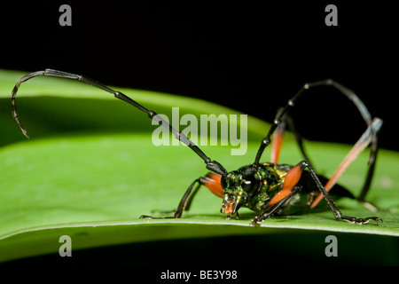 Un coléoptère bois cornu, Cerambycidae, dans la forêt de montagne du Costa Rica. Banque D'Images