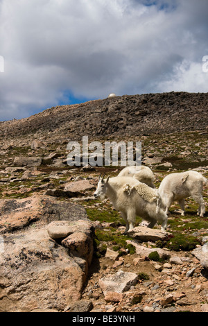 La Chèvre de montagne sur le Mont Evans, Colorado, USA Banque D'Images