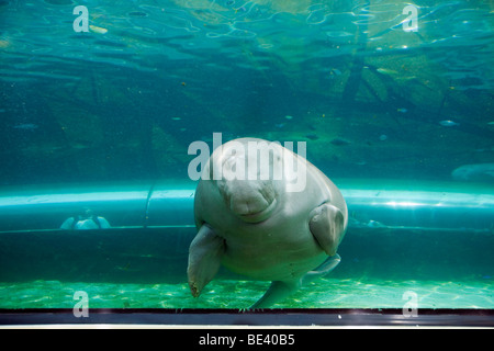 Le Dugong (Dugong dugon) à l'Aquarium de Sydney. Darling Harbour, Sydney, New South Wales, Australia Banque D'Images