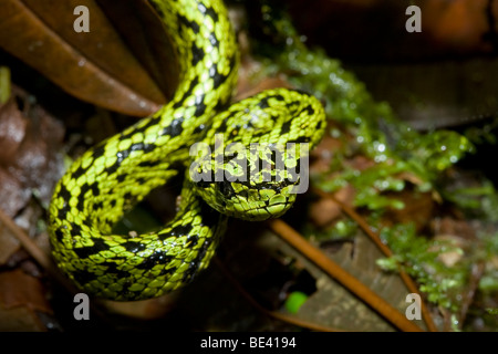 Un jeune black-pit viper palm mouchetée (Bothriechis nigroviridis) dans les forêts brumeuses de Monteverde, Costa Rica. Banque D'Images