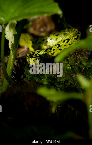 Un jeune black-pit viper palm mouchetée (Bothriechis nigroviridis) dans les forêts brumeuses de Monteverde, Costa Rica. Banque D'Images