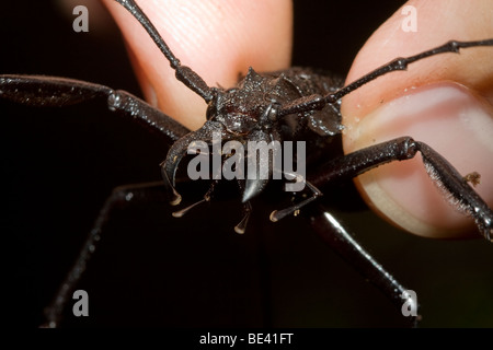 Un grand bois longicorne, coléoptère Cerambycidae, dans la forêt de montagne du Costa Rica. Banque D'Images