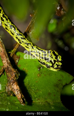 Un jeune black-pit viper palm mouchetée (Bothriechis nigroviridis) dans les forêts brumeuses de Monteverde, Costa Rica. Banque D'Images