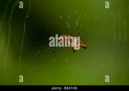 Orb-weaving araignée dans sa toile. Photographié au Costa Rica. Banque D'Images