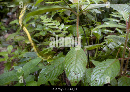 Un jeune black-pit viper palm mouchetée (Bothriechis nigroviridis) dans les forêts brumeuses de Monteverde, Costa Rica. Banque D'Images