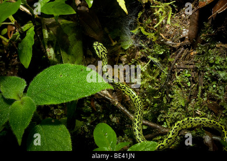 Un jeune black-pit viper palm mouchetée (Bothriechis nigroviridis) dans les forêts brumeuses de Monteverde, Costa Rica. Banque D'Images