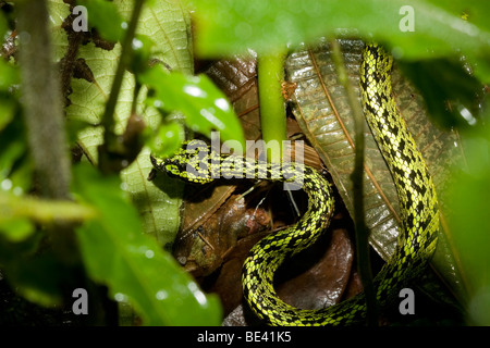 Un jeune black-pit viper palm mouchetée (Bothriechis nigroviridis) dans les forêts brumeuses de Monteverde, Costa Rica. Banque D'Images