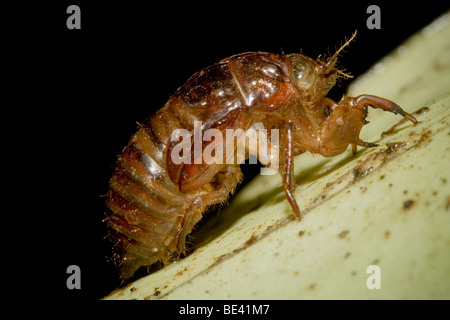 De la mue une cigale, ordre des Hémiptères, de la famille des Strabomantidés. Photographié au Costa Rica. Banque D'Images