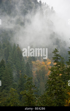 Eagle Creek, Columbia River Gorge National Scenic Area, Oregon, USA Banque D'Images