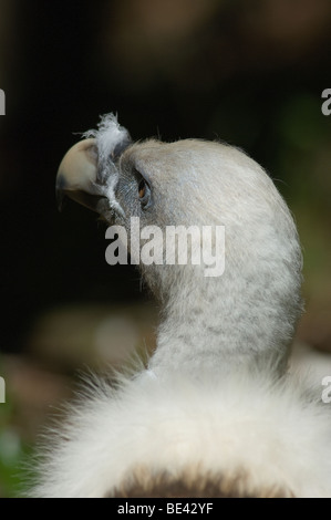 Grifone vautour fauve Gyps fulvus rapaci raptor Bayerische wald parc national Allemagne baviera Banque D'Images