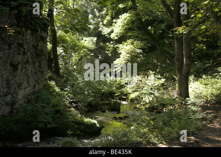 Paysage boisé, Gordale Beck, près de la cascade, Janet Foss sous Gordale Scar, près de Malham, Yorkshire, England, UK Banque D'Images