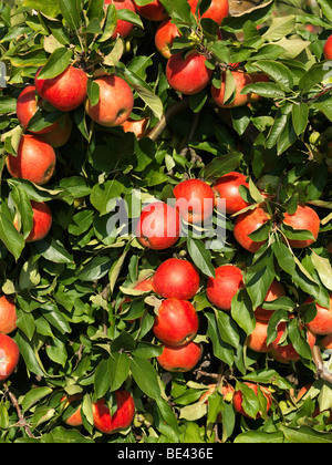 Apple Tree / arbre photographié pendant la période des récoltes dans la Vieille Terre/Jork, Basse-Saxe, Allemagne 16 septembre 2009. Banque D'Images