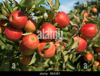 Apple Tree / arbre photographié pendant la période des récoltes dans la Vieille Terre/Jork, Basse-Saxe, Allemagne 16 septembre 2009. Banque D'Images