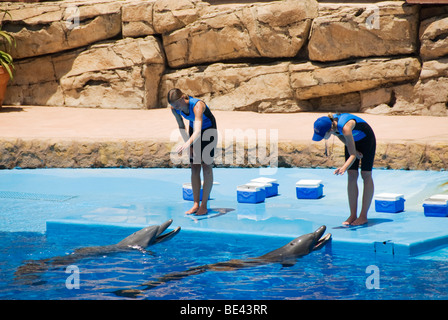 Un spectacle de dauphins à uShaka Marine World de Durban en Afrique du Sud. Banque D'Images