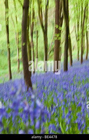 Bluebell wood dans le sud-ouest de l'Angleterre Banque D'Images