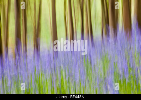 Bluebell wood dans le sud-ouest de l'Angleterre Banque D'Images