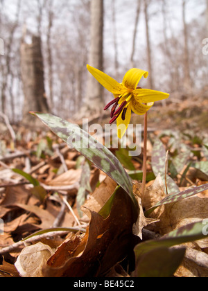 Lily la truite ou la langue de vipère. Warren Woods State Park, Michigan. Également appelé violet dogtooth. Banque D'Images