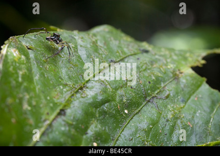 Une araignée sauteuse tropical, de la famille des Salticidae. Photographié au Costa Rica. Banque D'Images