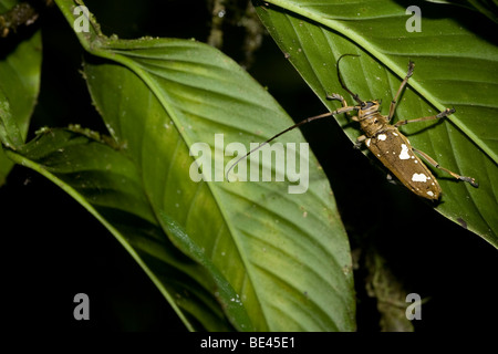 Un coléoptère bois cornu, Cerambycidae, dans la forêt de montagne du Costa Rica. Banque D'Images