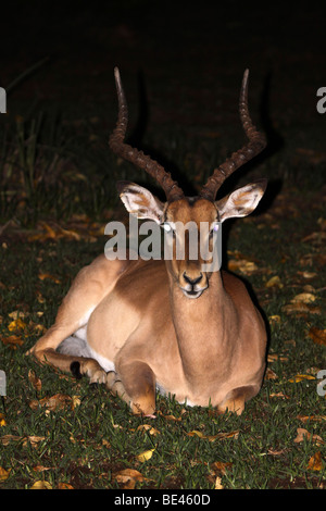 Impala Aepyceros melampus mâle dans la nuit dans le Parc National Kruger, Afrique du Sud Banque D'Images