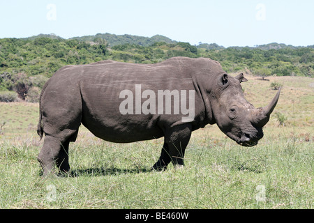 Rhinocéros blanc Ceratotherium simum prises à St Lucia Game Reserve, KwaZulu-Natal, Afrique du Sud Banque D'Images