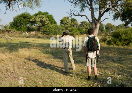 L'observation touristique zebra sur un safari à pied, Okavango Delta, Botswana Banque D'Images