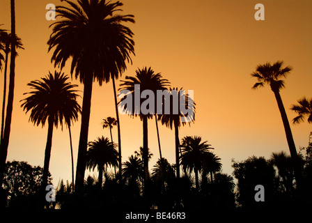 Palmiers à Los Angeles, Californie, USA, Amérique du Nord Banque D'Images
