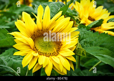 Grande tête de tournesol, avec d'autres en arrière-plan Banque D'Images