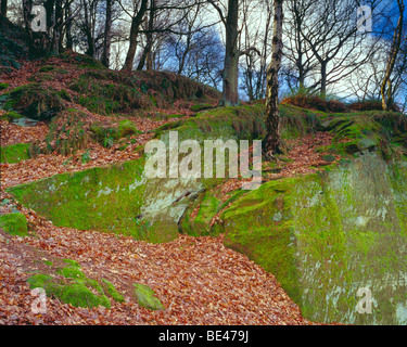 Kinver Worcestershire rochers de grès de feuilles en hiver Banque D'Images