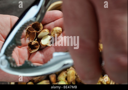 Récolte de noix (noisettes cultivées) dans le Kent et le Sussex, au Royaume-Uni. Banque D'Images