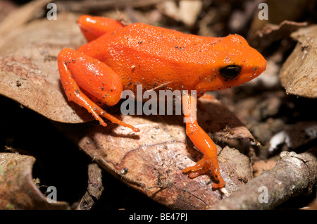 La grenouille mantella dorée, un amphibien en danger critique unique à Madagascar. Banque D'Images