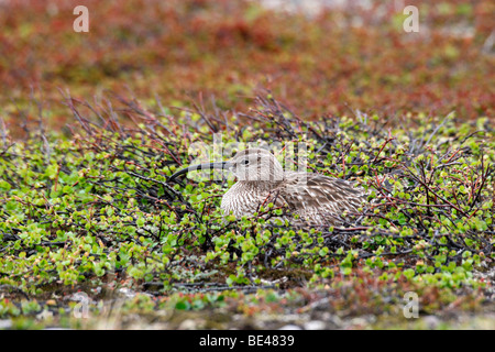 Broyer du Courlis corlieu (Numenius phaeopus), toundra sans arbres dans le nord de la Norvège, de l'Europe Banque D'Images