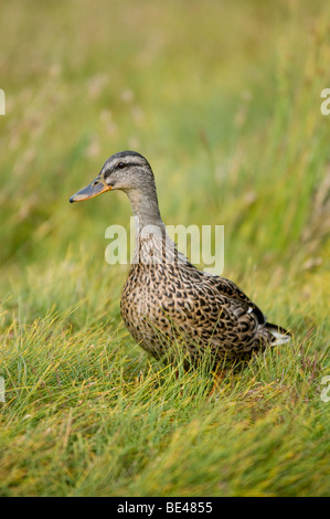Mallard marchant sur l'herbe Banque D'Images