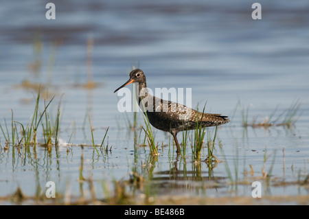 Chevalier arlequin (Tringa erythropus) Banque D'Images