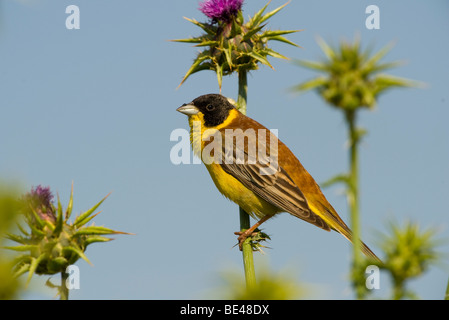 À tête noire (Emberiza melanocephala) Banque D'Images