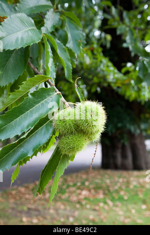 Sweet chestnut Castanea sativa en automne fruits Kent UK Banque D'Images