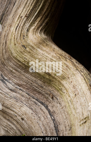Close-up of wood grain. Photographié au Costa Rica. Banque D'Images