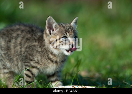 Chat domestique, chaton sur un pré Banque D'Images