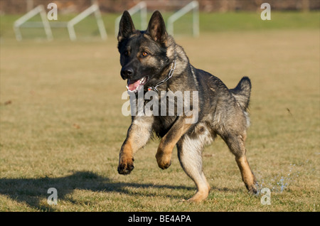 Berger allemand, homme, running Banque D'Images