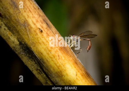 Hoverfly (Salpingogaster sp., famille Syrphidae) imitant un wasp dans les forêts brumeuses de Monteverde, Costa Rica. Banque D'Images