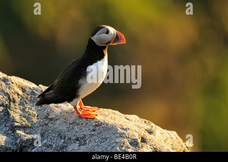 Macareux moine (Fratercula arctica), dans la lumière du soir Banque D'Images