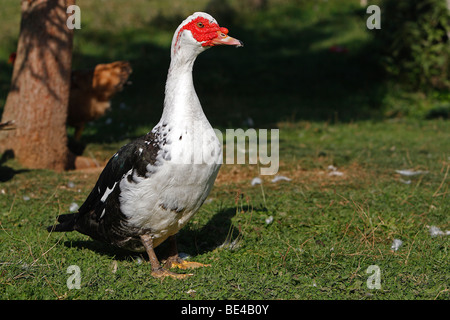 Le canard de Barbarie (Cairina moschata) Comité permanent sur l'herbe. Banque D'Images