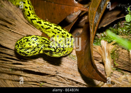 Un jeune black-pit viper palm mouchetée (Bothriechis nigroviridis) dans les forêts brumeuses de Monteverde, Costa Rica. Banque D'Images