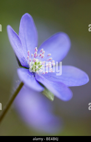 Kidneywort ou trois lobes Hepatica nobilis Hepatica (commune) Banque D'Images