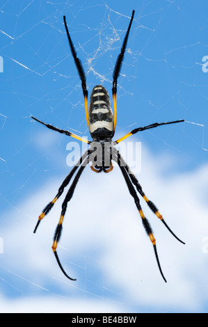 Globe Doré Nephila pilipes (araignée), Kruger National Park, Afrique du Sud Banque D'Images