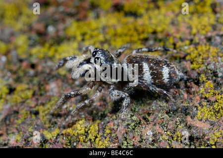 Salticus scenicus araignée sauteuse zebra Banque D'Images