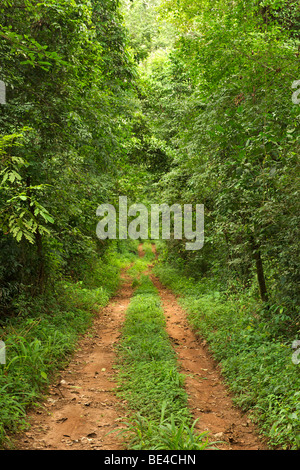 Chemin de terre à travers la réserve forestière de Budongo, en Ouganda. Banque D'Images