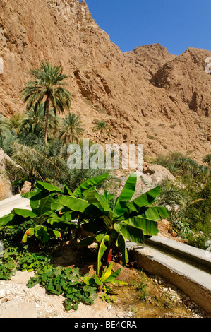 Date palm et près d'un bananier Falaj canal, système d'irrigation, de Wadi Shab, montagnes Hajar ash Sharqi, région de Sharqiya, Su Banque D'Images
