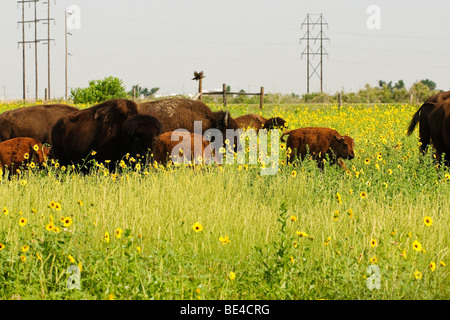 Un petit troupeau de bisons avec 2 semaines veaux paissent dans un champ de tournesol dans sud-ouest du Kansas. Banque D'Images