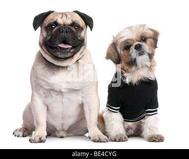 Portrait de Shih Tzu dressed-up et un pug in front of a white background, studio shot Banque D'Images